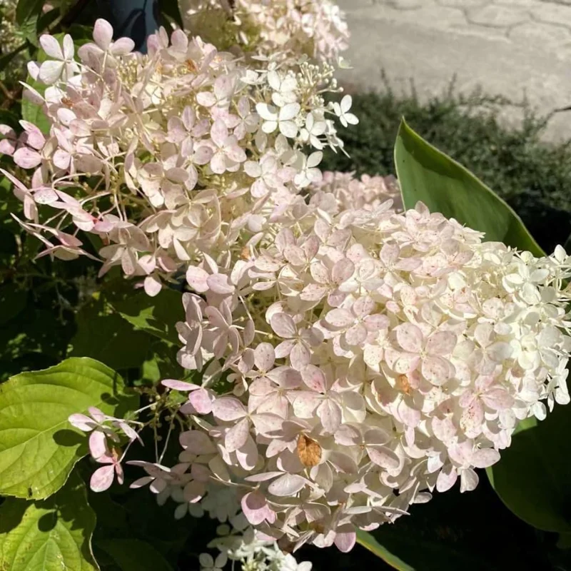 5 White Pee Gee Hydrangea Trees Set 5 Bare Roots, Flowers Hydrangea for Planting, Hardy Hydrangea Bush, Zone 5 to 9, Change Color Hydrangea Shrub