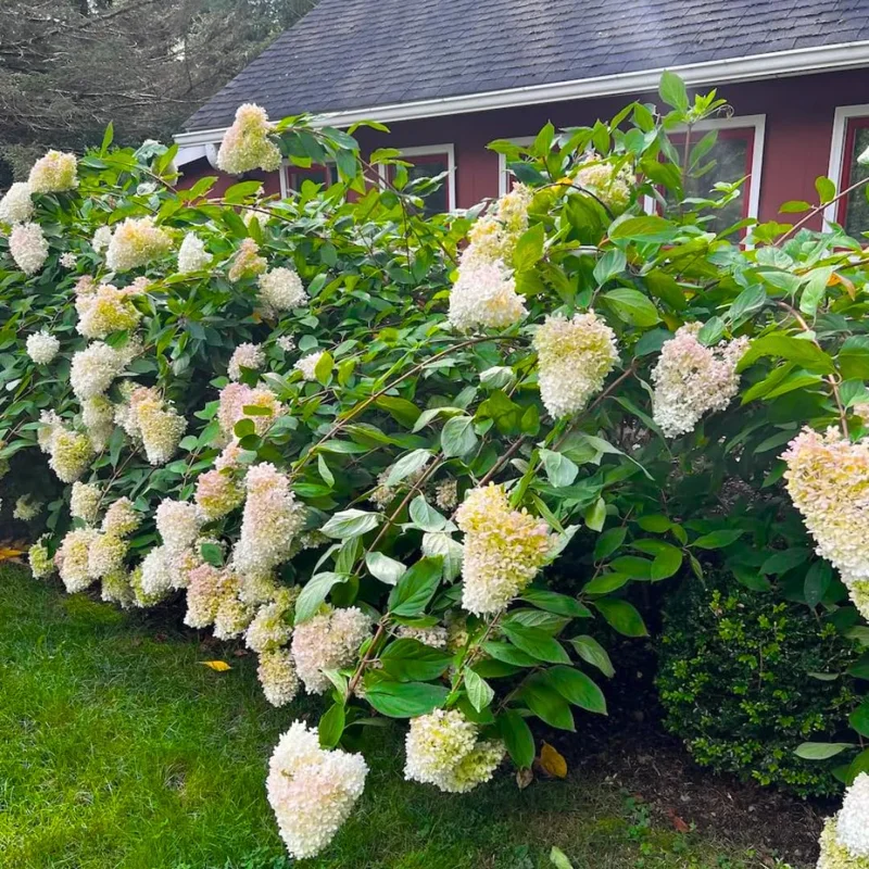 Pack 5 Pee Gee Hydrangea Trees Live Plants Bare Roots, Hydrangea Shrub, Change Color Flowers Hydrangea for Planting, Hardy Hydrangea Bush, Zone 5 to 9