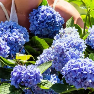 Pack 5 Blue to Pink Purple Hydrangea Trees Live Plants Bare Roots, Hydrangea Shrub, Change Color Flowers Hydrangea for Planting, Hardy Hydrangea Bush, Zone 5 to 9