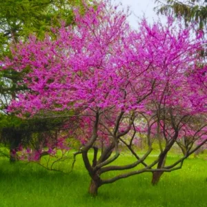 Combo 10 Redbud Trees Seedlings for Planting, 12-18 Inch Dormant, Winter Hardy, Eastern Red Bud Trees Live Plants, Purple Pink Redbud Flower