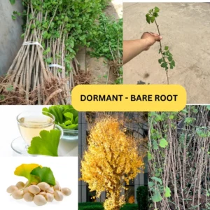 5 Ginkgo Trees Live Plants Bare Roots, 7-12 Months Old Ginkgo Tree, Maidenhair Tree Ginkobiloba for Gardening And Planting