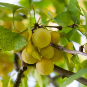 5 Ginkgo Trees Live Plants Bare Roots, 7-12 Months Old Ginkgo Tree, Maidenhair Tree Ginkobiloba for Gardening And Planting