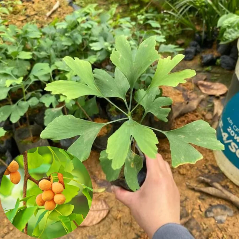 5 Ginkgo Trees Live Plants Bare Roots, 7-12 Months Old Ginkgo Tree, Maidenhair Tree Ginkobiloba for Gardening And Planting