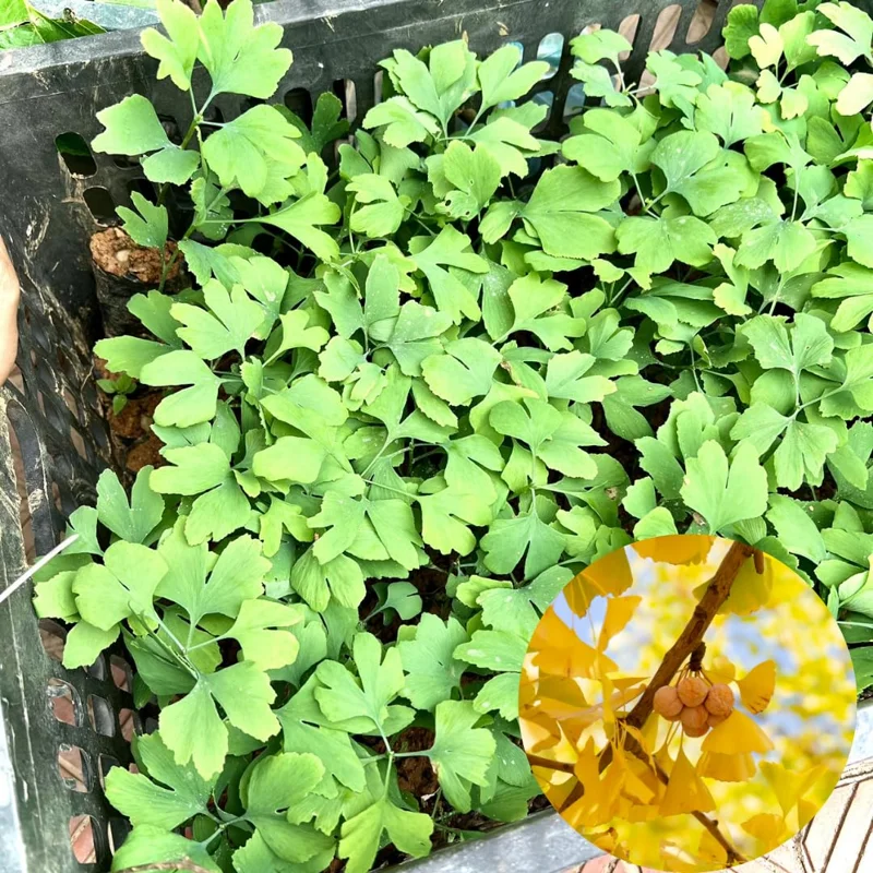 Set 5 Trees Ginkgo Live Plants Bare Roots, Maidenhair Tree Ginkobiloba for Gardening, 7-12 Months Old Ginkgo Tree, Yellow Leaves In Fall