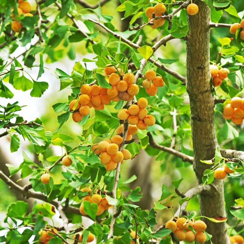 Set 5 Trees Ginkgo Live Plants Bare Roots, Maidenhair Tree Ginkobiloba for Gardening, 7-12 Months Old Ginkgo Tree, Yellow Leaves In Fall