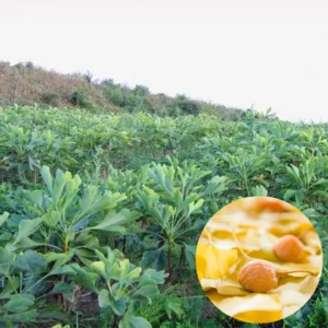 Set 5 Trees Ginkgo Live Plants Bare Roots, Maidenhair Tree Ginkobiloba for Gardening, 7-12 Months Old Ginkgo Tree, Yellow Leaves In Fall