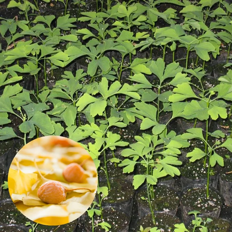 Set 5 Trees Ginkgo Live Plants Bare Roots, Maidenhair Tree Ginkobiloba for Gardening, 7-12 Months Old Ginkgo Tree, Yellow Leaves In Fall