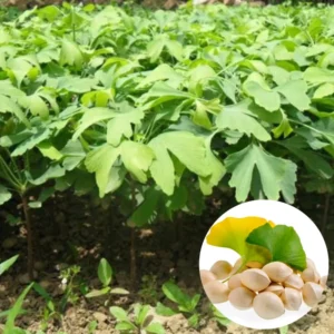 Set 5 Maidenhair Ginkgo Trees Live Plants, Ginkgo Seedlings Bare Roots, Ginko Biloba for Growing, 7-12 Months Old Ginkgo Tree, Yellow Leaves In Fall