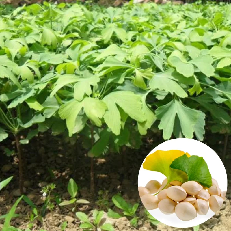 Set 5 Maidenhair Ginkgo Trees Live Plants, Ginkgo Seedlings Bare Roots, Ginko Biloba for Growing, 7-12 Months Old Ginkgo Tree, Yellow Leaves In Fall