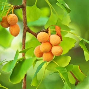 Set 5 Maidenhair Ginkgo Trees Live Plants, Ginkgo Seedlings Bare Roots, Ginko Biloba for Growing, 7-12 Months Old Ginkgo Tree, Yellow Leaves In Fall