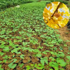 Set 5 Maidenhair Ginkgo Trees Live Plants, Ginkgo Seedlings Bare Roots, Ginko Biloba for Growing, 7-12 Months Old Ginkgo Tree, Yellow Leaves In Fall