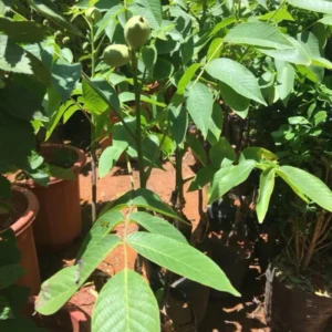 5 Hardy Pecan Trees Live Plants Bare Roots Seedlings, 7-12 Months Old Pecan Fruit Trees, Nut Trees for Spring Planting, Dormant In Winter, Cold Hardy