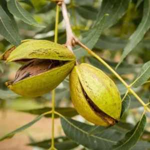 5 Hardy Pecan Trees Live Plants Bare Roots Seedlings, 7-12 Months Old Pecan Fruit Trees, Nut Trees for Spring Planting, Dormant In Winter, Cold Hardy