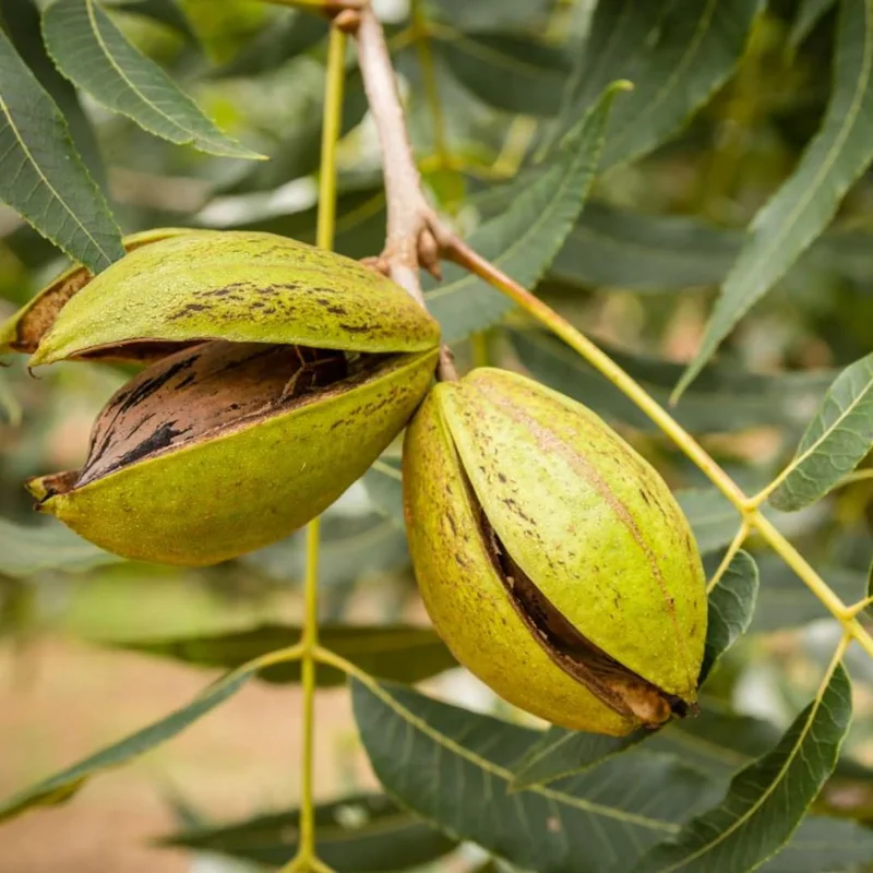 5 Hardy Pecan Trees Live Plants Bare Roots Seedlings, 7-12 Months Old Pecan Fruit Trees, Nut Trees for Spring Planting, Dormant In Winter, Cold Hardy