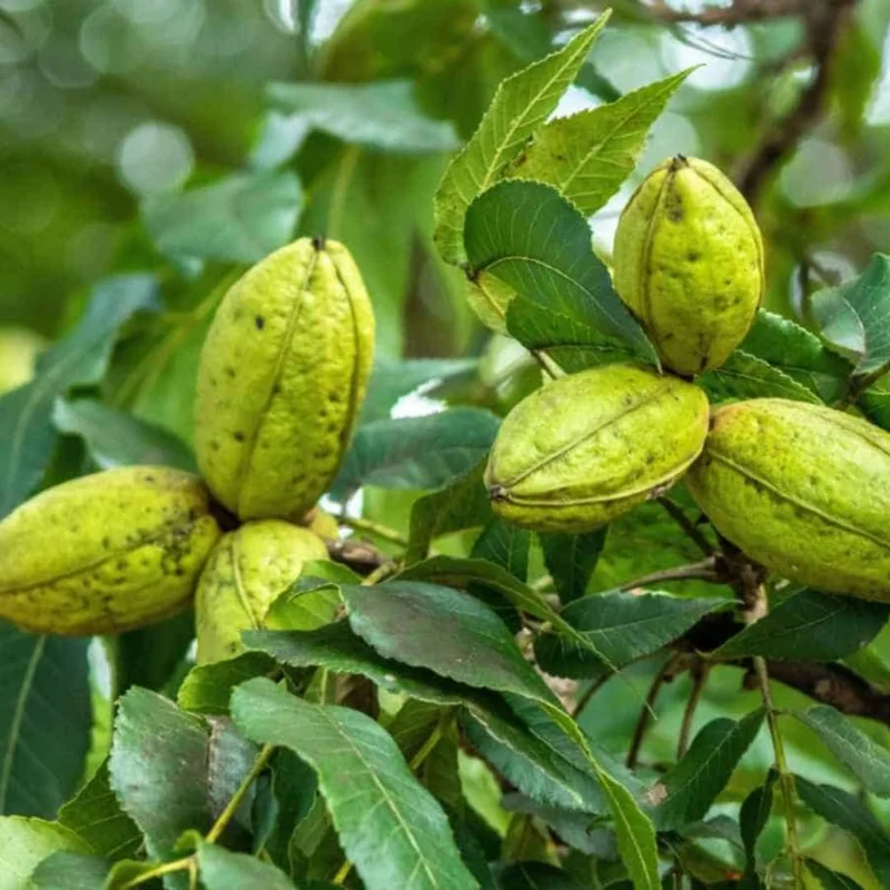 Sets 5 Hardy Pecan Trees Lives Plants Seedlings Bare Roots, Fast Growing Pecan Nut Trees Live Plants, Dormant In Winter, Cold Hardy