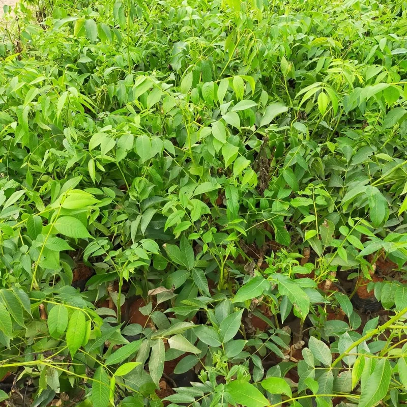 Sets 5 Hardy Pecan Trees Lives Plants Seedlings Bare Roots, Fast Growing Pecan Nut Trees Live Plants, Dormant In Winter, Cold Hardy