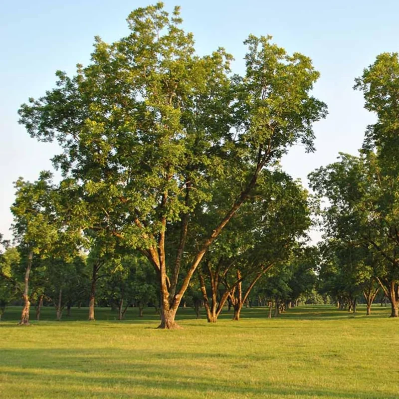 Sets 5 Hardy Pecan Trees Lives Plants Seedlings Bare Roots, Fast Growing Pecan Nut Trees Live Plants, Dormant In Winter, Cold Hardy