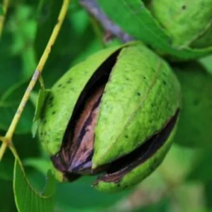 Bundle 5 Nut Pecan Trees Live Plants, Hardy Pecan Bare Roots Seedlings, 7-12 Months Old Pecan Fruit Trees, Dormant In Winter, Cold Hardy Nut Trees for Spring Planting