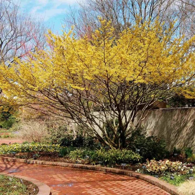 Pack 5 Witch Hazel Plants, Witch Hazel Herbs Trees, Live Yellow Witchhazel Trees Live Plant Shrubs, 9-15 Inc Tall, Dormant And Bare Roots