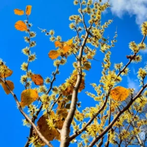 Combo 5 Witch Hazel Herbs Trees, Witch Hazel Plants Live, Yellow Witchhazel Trees Live Plant Shrubs, 9-15 Inc Tall