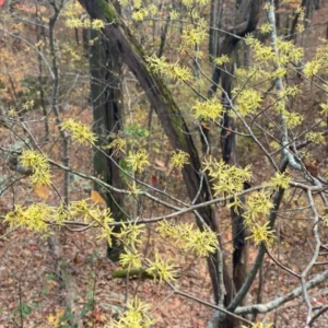 Combo 5 Witch Hazel Herbs Trees, Witch Hazel Plants Live, Yellow Witchhazel Trees Live Plant Shrubs, 9-15 Inc Tall