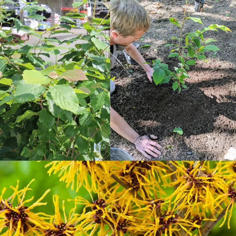 Combo 5 Witch Hazel Herbs Trees, Witch Hazel Plants Live, Yellow Witchhazel Trees Live Plant Shrubs, 9-15 Inc Tall