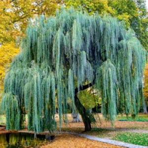 Set 5 Weeping Willow Trees Live Plants, 1-2 Years Old Fast And Hardy Growing Tree for Bonsai Or Garden