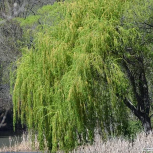 Set 5 Weeping Willow Trees Live Plants, 1-2 Years Old Fast And Hardy Growing Tree for Bonsai Or Garden