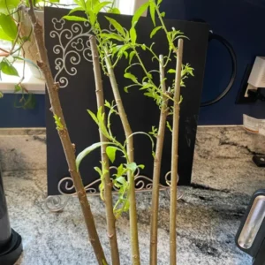 Set 5 Weeping Willow Trees Live Plants, 1-2 Years Old Fast And Hardy Growing Tree for Bonsai Or Garden