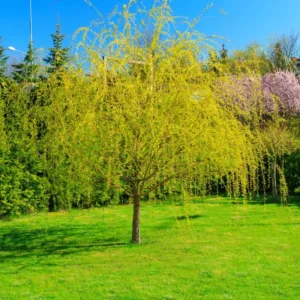 Set 5 Weeping Willow Trees Live Plants, 1-2 Years Old Fast And Hardy Growing Tree for Bonsai Or Garden