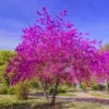 Bundle 10 Live Redbud Trees Seedlings Plants for Yards, 12-18" Dormant, No Pot, Eastern Red Bud Trees Live Plants, Purple Pink Redbud Flower