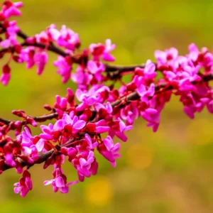 Bundle 10 Live Redbud Trees Seedlings Plants for Yards, 12-18