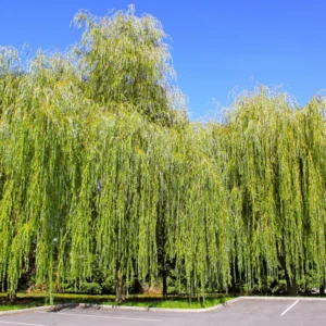Combo 5 Weeping Willow Trees Live Plants, 1-2 Years Old Weeping Willow Tree, Very Fast And Hardy Growing Tree for Bonsai Or Garden