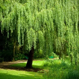 Combo 5 Weeping Willow Trees Live Plants, 1-2 Years Old Weeping Willow Tree, Very Fast And Hardy Growing Tree for Bonsai Or Garden