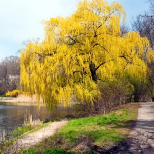 Pack 5 Weeping Willow Trees 1-2 Years Old Well Rooted, Weeping Willow Live Plants, Fast And Hardy Growing Tree for Bonsai Or Garden