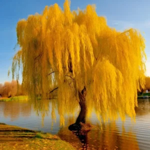 Pack 5 Weeping Willow Trees 1-2 Years Old Well Rooted, Weeping Willow Live Plants, Fast And Hardy Growing Tree for Bonsai Or Garden