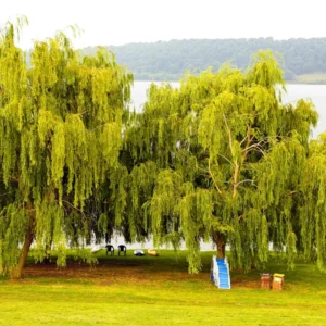 Pack 5 Weeping Willow Trees 1-2 Years Old Well Rooted, Weeping Willow Live Plants, Fast And Hardy Growing Tree for Bonsai Or Garden
