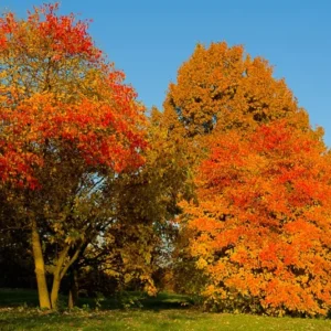Sassafras Trees Live Plants, 2 Bare Roots 1-2 Year Old, Sassafras Albidum Tree Seedlings Sapling for Planting, Well Rooted Tree Dormant