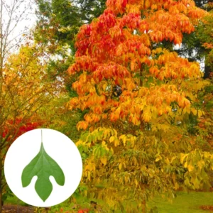 Sassafras Trees Live Plants, 2 Bare Roots 1-2 Year Old, Sassafras Albidum Tree Seedlings Sapling for Planting, Well Rooted Tree Dormant