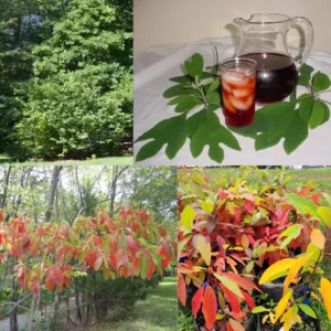 Sassafras Trees Live Plants, 2 Bare Roots 1-2 Year Old, Sassafras Albidum Tree Seedlings Sapling for Planting, Well Rooted Tree Dormant