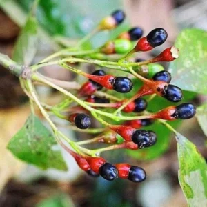 Pack 4 Sassafras Trees Live Plants Seedling Bare Roots 1-2 Year Old, Sassafras Albidum Tree Seedlings Sapling for Planting, Well Rooted And Dormant