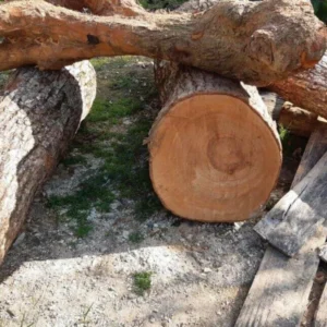 Pack 4 Sassafras Trees Live Plants Seedling Bare Roots 1-2 Year Old, Sassafras Albidum Tree Seedlings Sapling for Planting, Well Rooted And Dormant