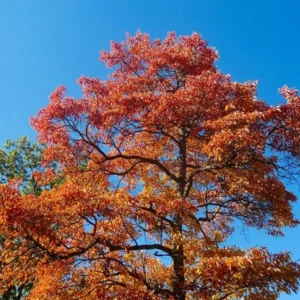 Pack 4 Sassafras Albidum Tree Seedlings Sapling for Planting, Sassafras Trees Live Plants, 2 Bare Roots 1-2 Year Old, Well Rooted Tree, Bare Root And Dormant