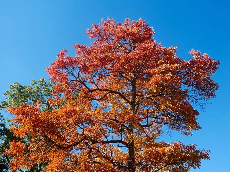 Pack 4 Sassafras Albidum Tree Seedlings Sapling for Planting, Sassafras Trees Live Plants, 2 Bare Roots 1-2 Year Old, Well Rooted Tree, Bare Root And Dormant