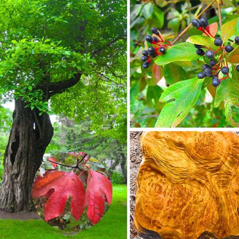 Pack 4 Sassafras Albidum Tree Seedlings Sapling for Planting, Sassafras Trees Live Plants, 2 Bare Roots 1-2 Year Old, Well Rooted Tree, Bare Root And Dormant