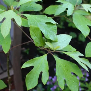 Pack 4 Sassafras Albidum Tree Seedlings Sapling for Planting, Sassafras Trees Live Plants, 2 Bare Roots 1-2 Year Old, Well Rooted Tree, Bare Root And Dormant