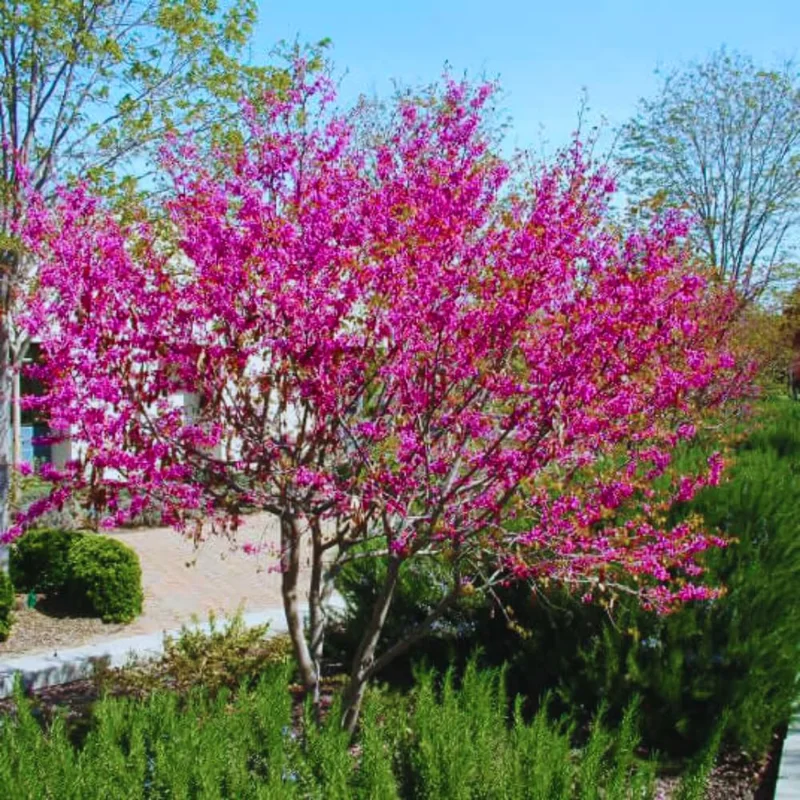 Sets 10 Seedlings Eastern Red Bud Trees Live Plants, Purple Pink Redbud Flower, Redbud Trees Seedlings for Planting, 12-18 Inch Dormant, Spring Blooms