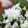 Combo 5 Snowflake Mock Orange Shrub Live Plant, 12-24" Philadelphus Live Shrubs Outdoor Planting, Bare Root, Dormant, Spring Bud Break for Easy Planting