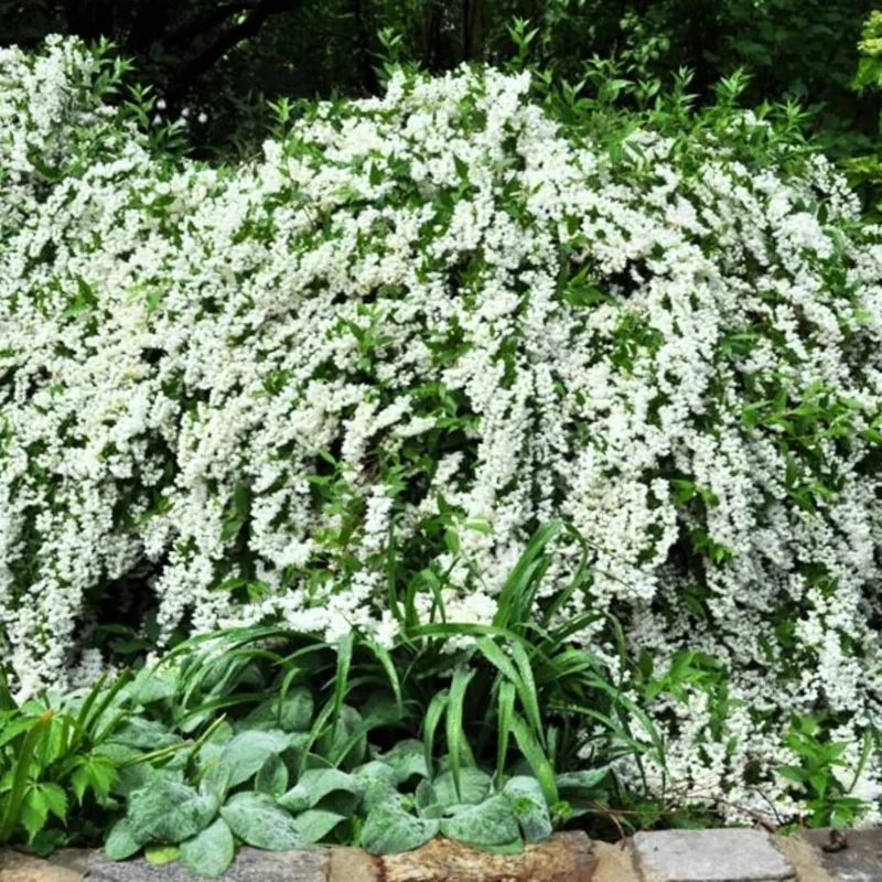 Combo 5 Snowflake Mock Orange Shrub Live Plant, 12-24" Philadelphus Live Shrubs Outdoor Planting, Bare Root, Dormant, Spring Bud Break for Easy Planting