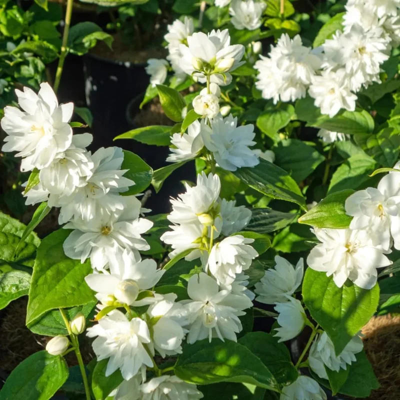 Bundle 5 Mock Orange Shrub Live Plant, Snowflake Mock Orange Trees 12-24" Philadelphus Live Shrubs Outdoor Planting, Bare Root, Dormant, Very Fragrant